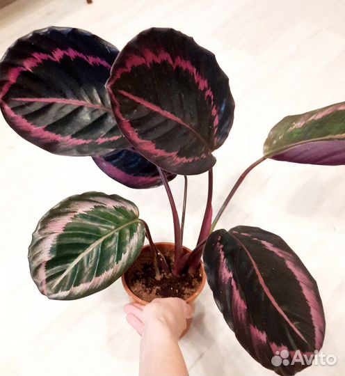 Калатея Сюрпрайз Стар