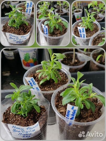 Калибрахоа