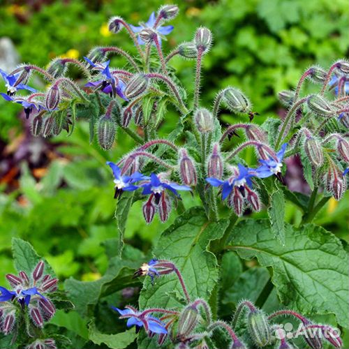 Мята мелисса саженцы и на срезку