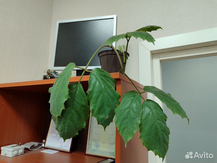 Тетрастигма Вуанье