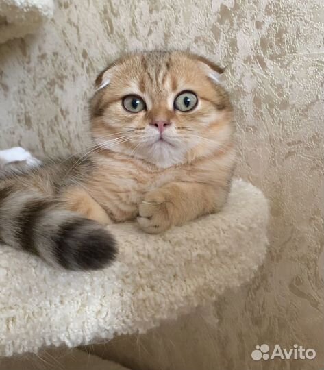 Шотландская