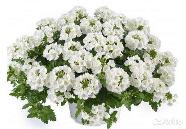 Вербена цветет до поздней осени