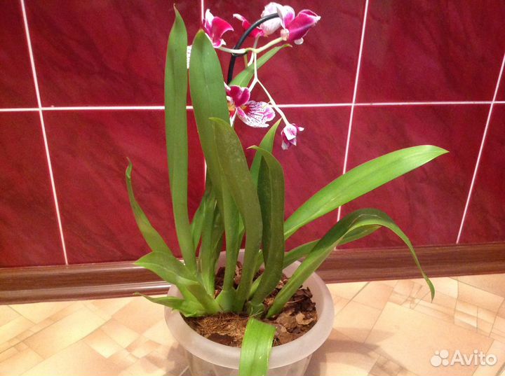 Орхидея
