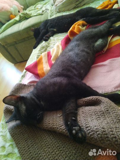 Котенок 5 месяцев