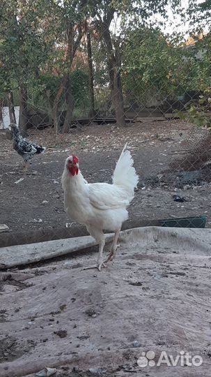 Молодые петухи