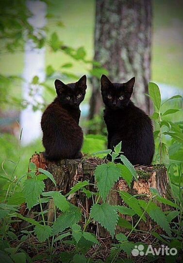 Чудные котята ищут себе до и любящую семью