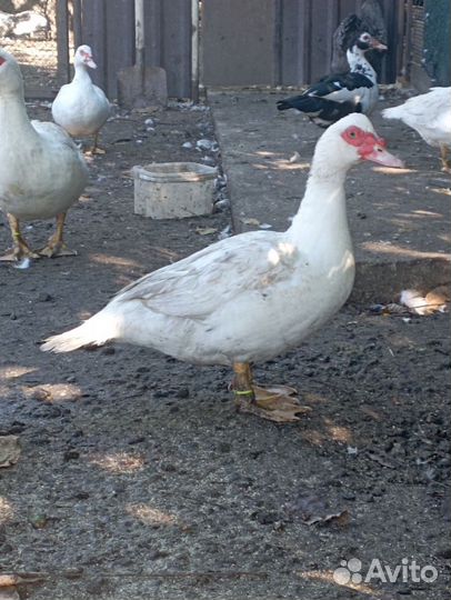 Индоутки тяжелой линии