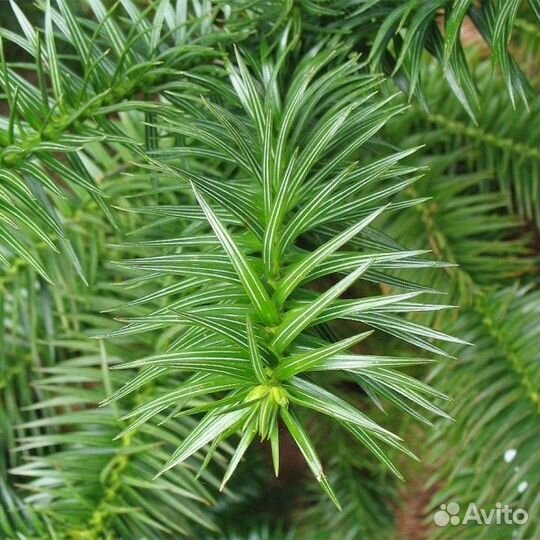 Куннингамия ланцетовидная, семена