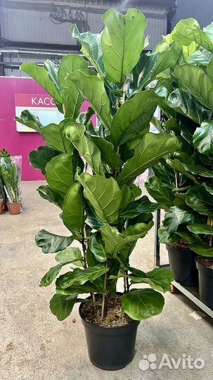 Фикус лирата, высота 180, 3 ствола, крупномер