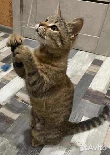 Котёнок-подросток