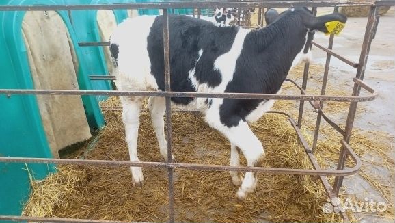 Бычки телята с выбором