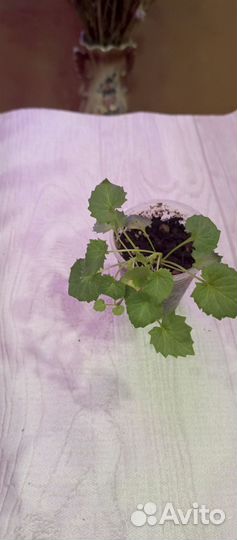 Кампанула жених и невеста