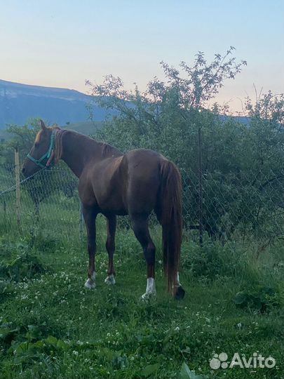 Продам лошадь
