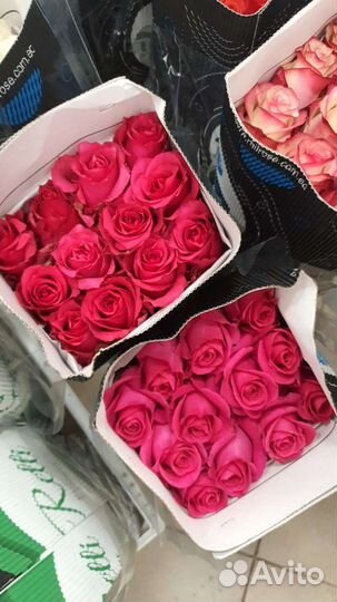 Свежие букеты из розы. Премиальная роза Эквадор