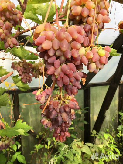 Саженцы винограда для Подмосковья