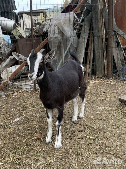 Распродаются козы