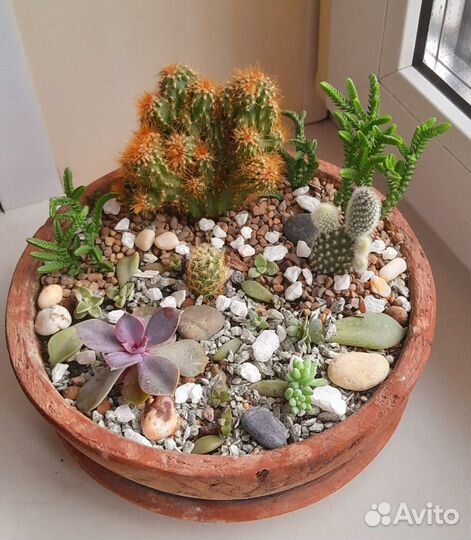 Флорариум Садик из суккулентов и кактусов