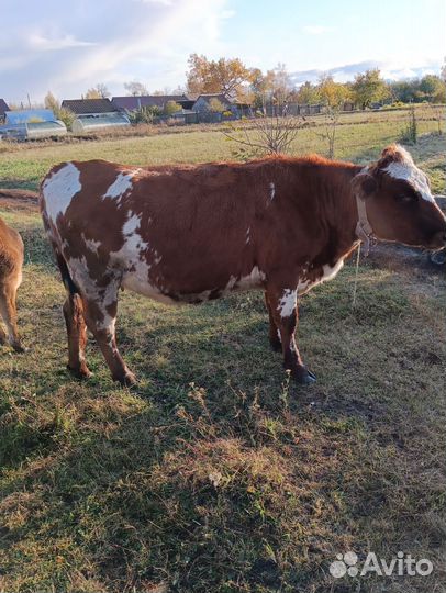 Нетель Айширской породы