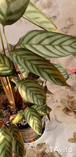 Калатея ктенанта