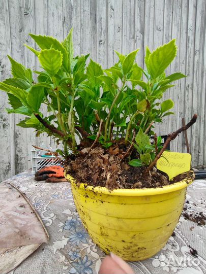 Гортензия крупнолистная Лейхфеер