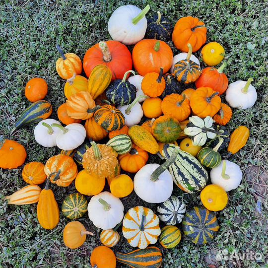 Декоративная тыква-малютка Хеллоуин