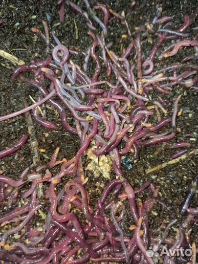 Червь для компостирования