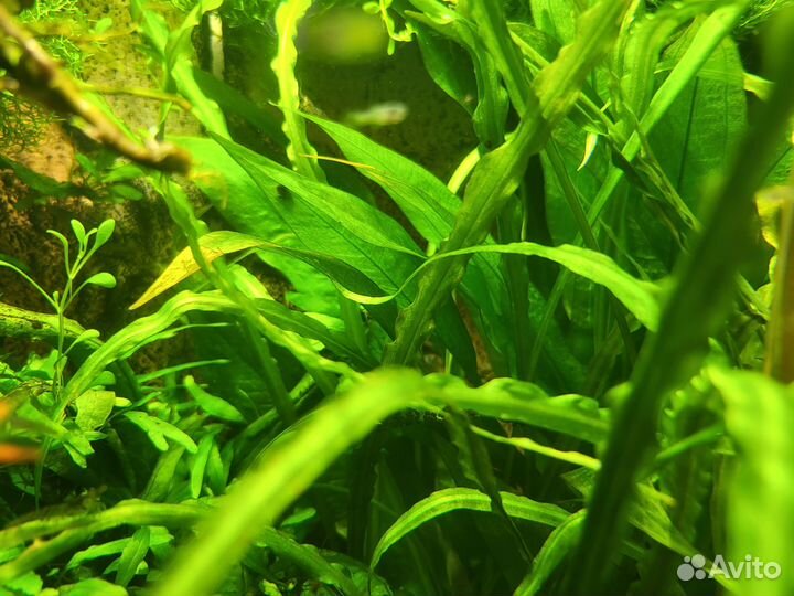 Аквариумные растения