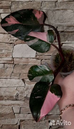 Филодендрон Пинк Принцесс Марбл Кинг,Карамель марб