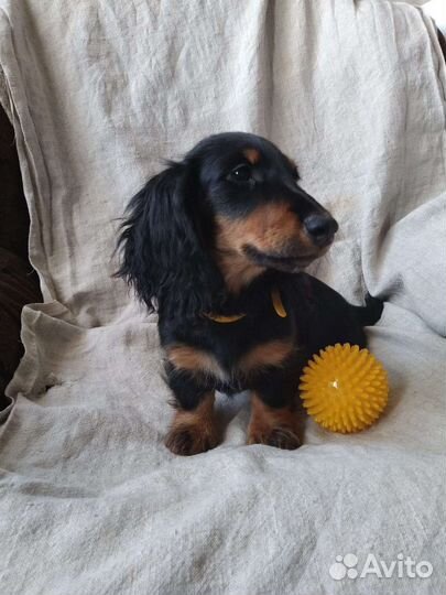 Щенки миниатюрной таксы