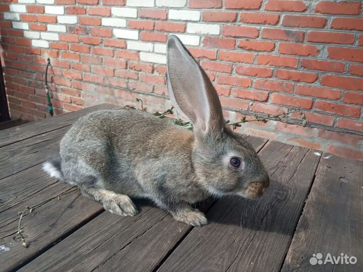 Продам молодняк на племя