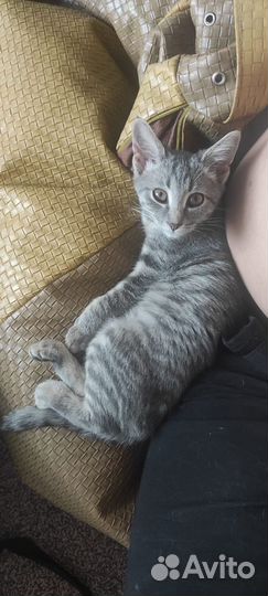 Кошка в дар бесплатно