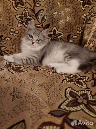 Кошки в добрые руки бесплатно