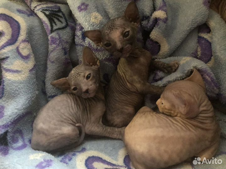 Донской сфинкс котята
