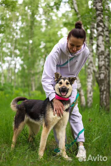 Собаки из приюта