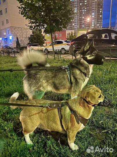 Ситтер, передержка животных на время отпуска