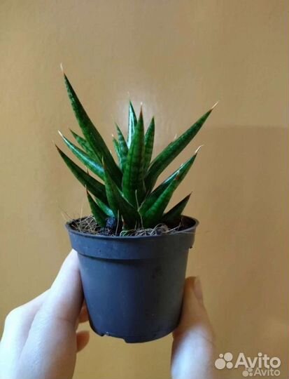 Сансевиерия сортовая, Цилиндрика и др