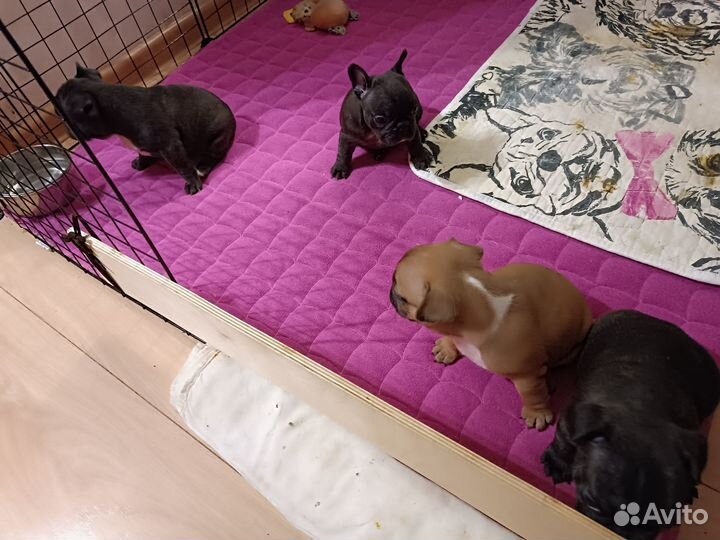 Французский бульдог