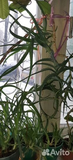 Алоэ 1-4 для лечения и др цветы