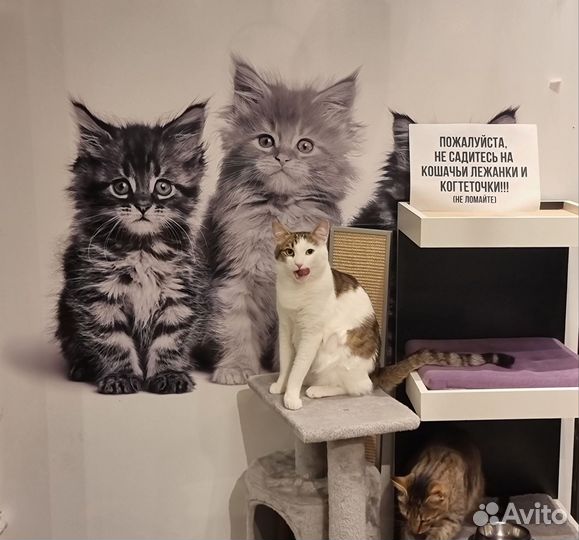 Агар стремительный, как Ниагара)