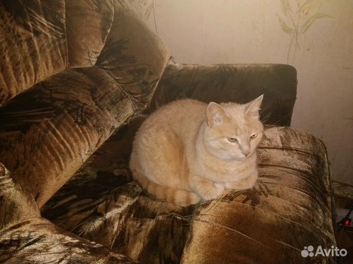 Передержка кошек