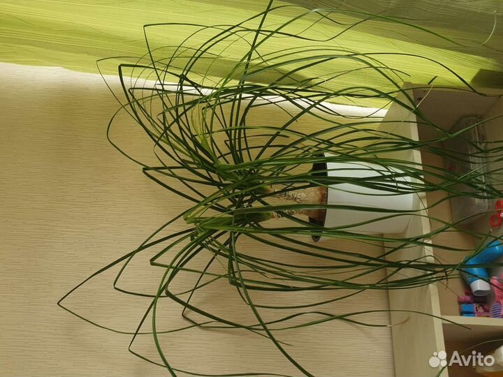 Нолина спутник