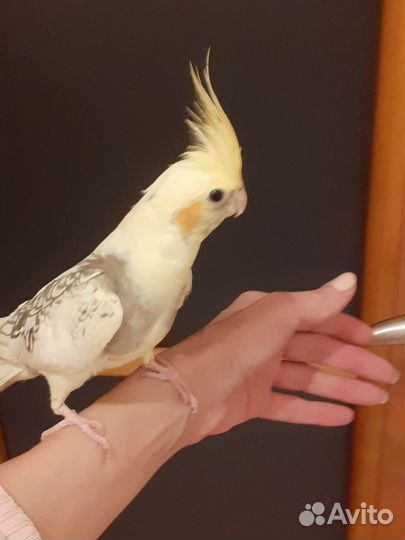 Попугай корелла ручной