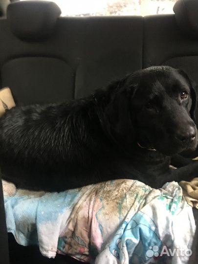 Собаки в добрые руки отдам бесплатно