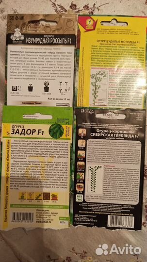 Огурцы рассада