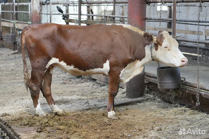 Коровы Герефорд класса класса элита и элита-рекорд