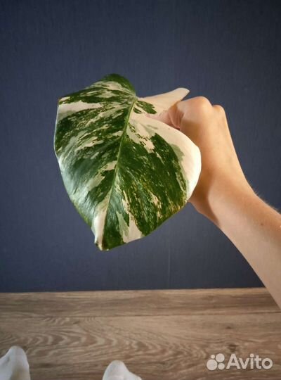 Монстера альба