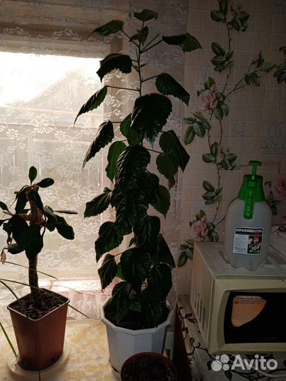 Гибискус китайская роза