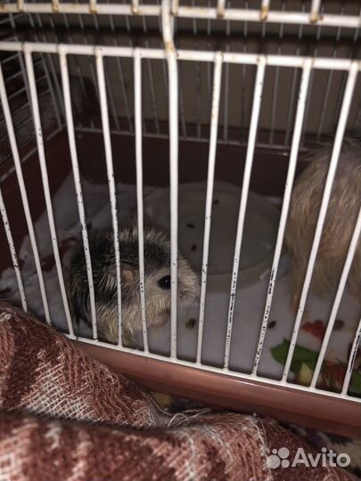 Джунгарский хомяк