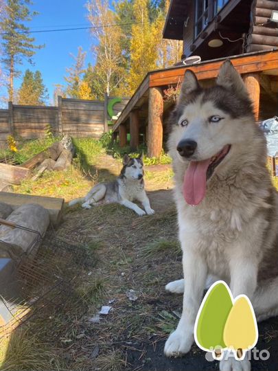 Щенки сибирской хаски
