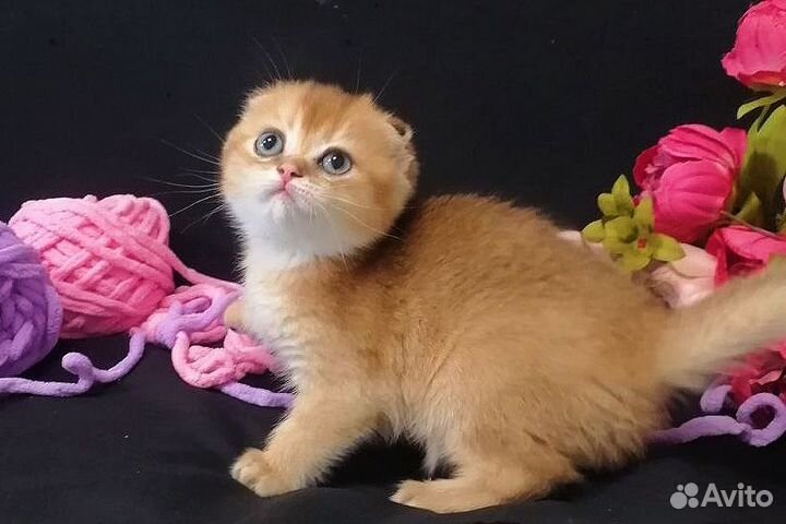Шикарные котята/документы